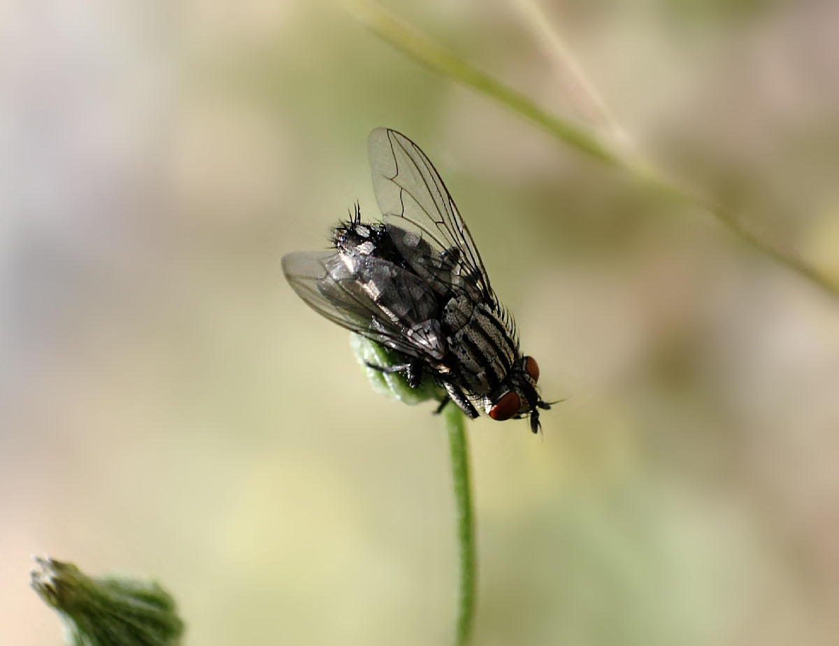 Sarcophaga sp. femmina ?